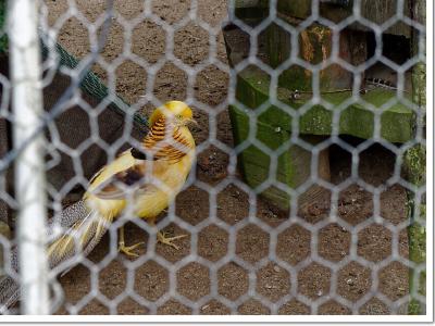 Un des pensionnaires