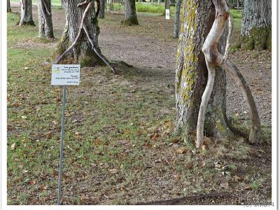 Les arbres ont des jambes !