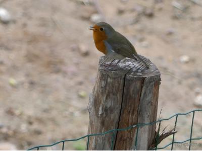 Marcel, le rouge-gorge (private joke)
