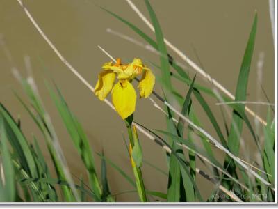 Après le bleu, le jaune...
