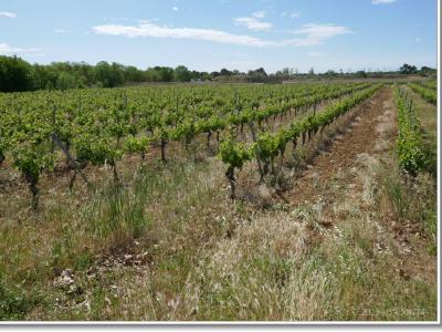 Il y a aussi des vignes