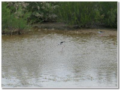 Echasse blanche (avocette)