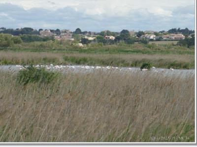 Assemblée de flamants roses