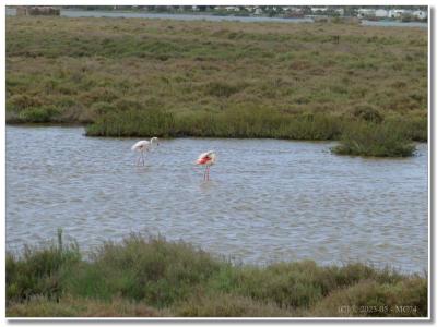 Flamants roses