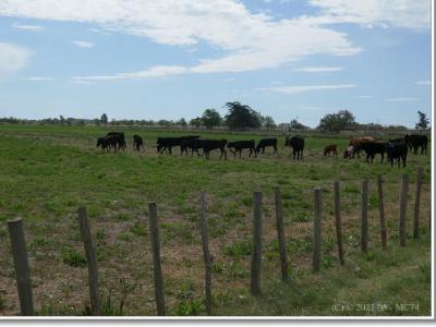 Troupeau de taureaux