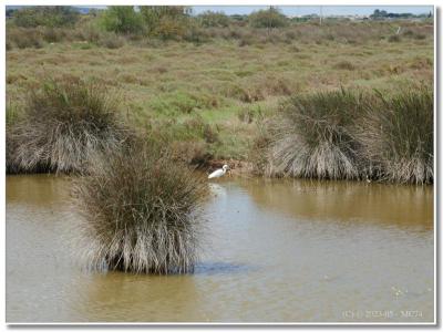Aigrette (neigeuse ?)