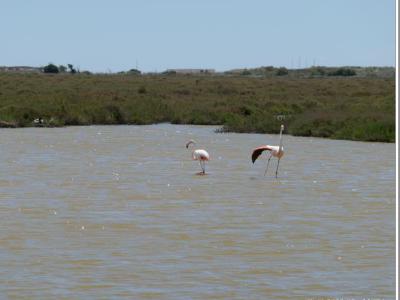 Flamants roses