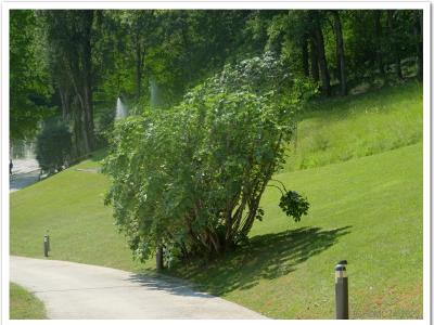 Caraganier de Sibérie ?