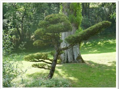 Autre grand bonzai