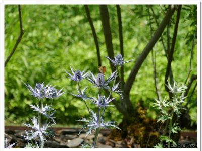 Papillon sur chardons.