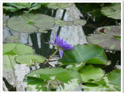 Avez-vous vu la grenouille ?