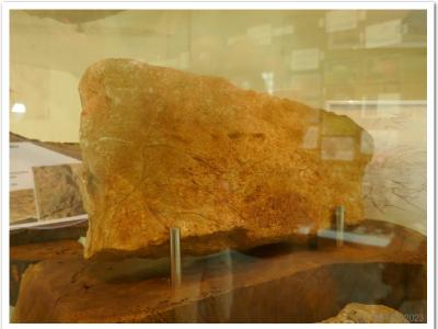 Plaque gravée (Magdalénien)