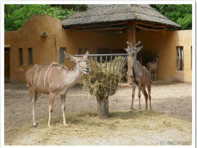 gallery/P_30_20230617_123456 .jpg