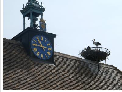 La mairie avec son nid de cigognes