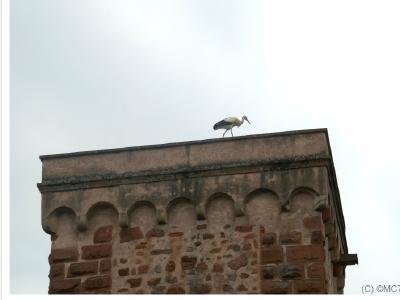 Forcément une cigogne