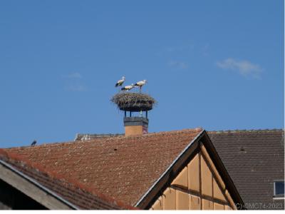 Forcément les cigognes !