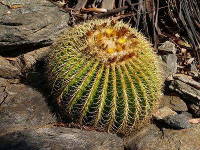 Coussin pour belle-mère