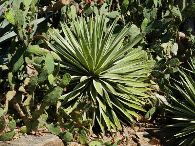 Feuilles lisses contre la perte d'eau