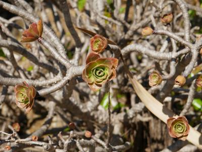 Non, ce ne sont pas des artichauts